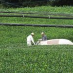 Tea Harvest